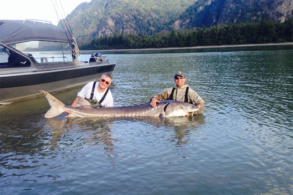 Sturgeon on the Fraser River Canada